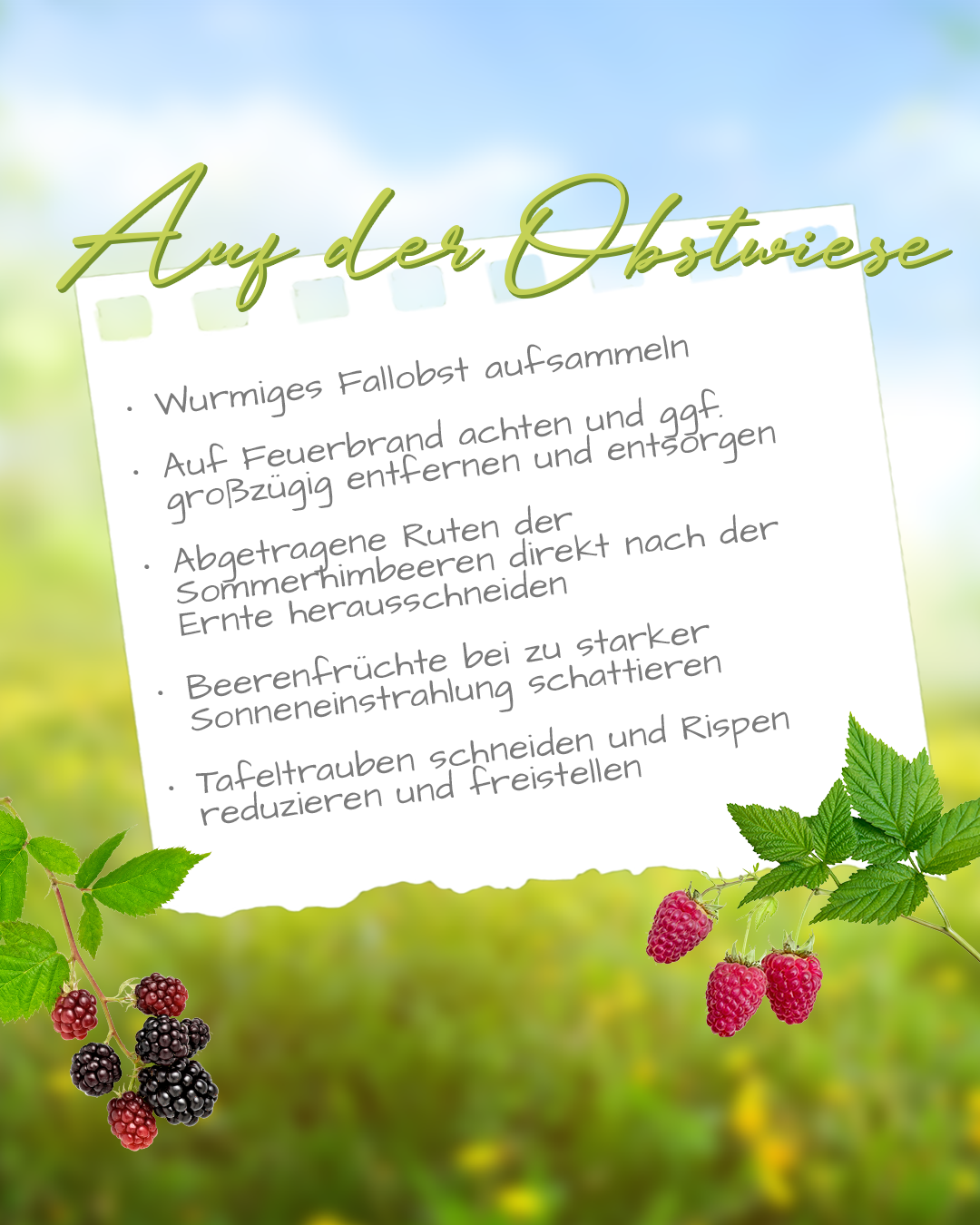 ObstwieseJuli